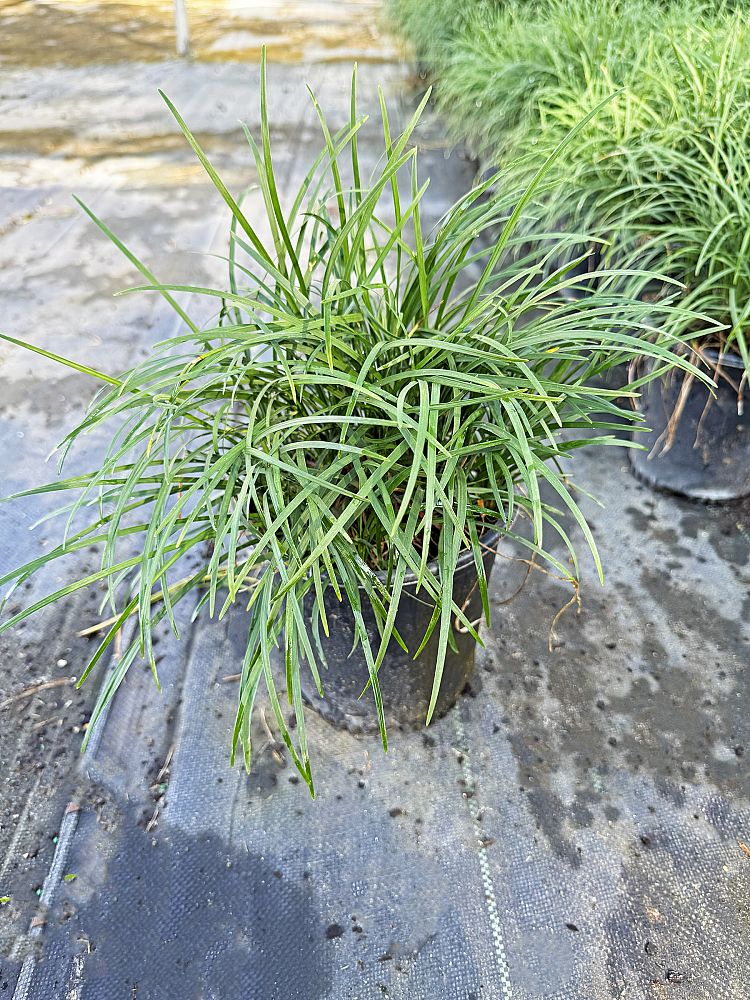 ophiopogon-japonicus-mondo-grass-lilyturf