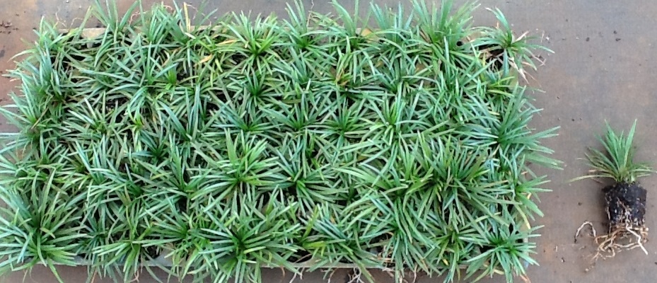 ophiopogon-japonicus-nana-dwarf-mondo-grass