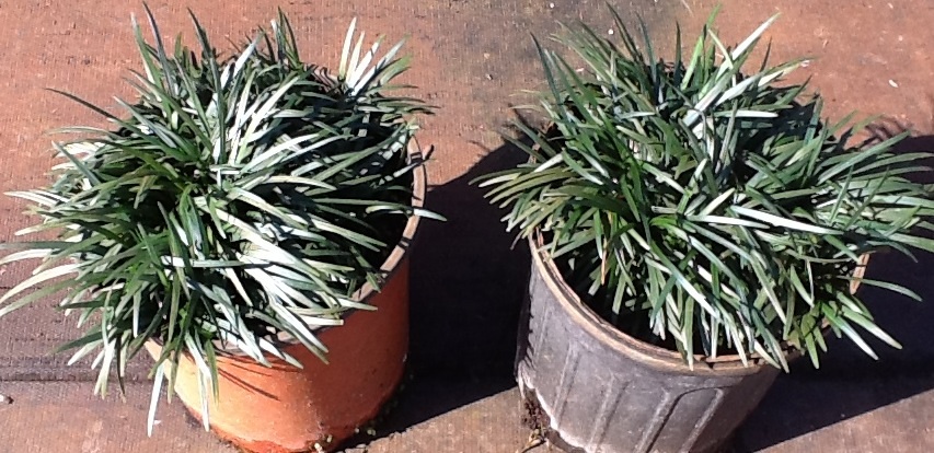 ophiopogon-japonicus-nana-dwarf-mondo-grass