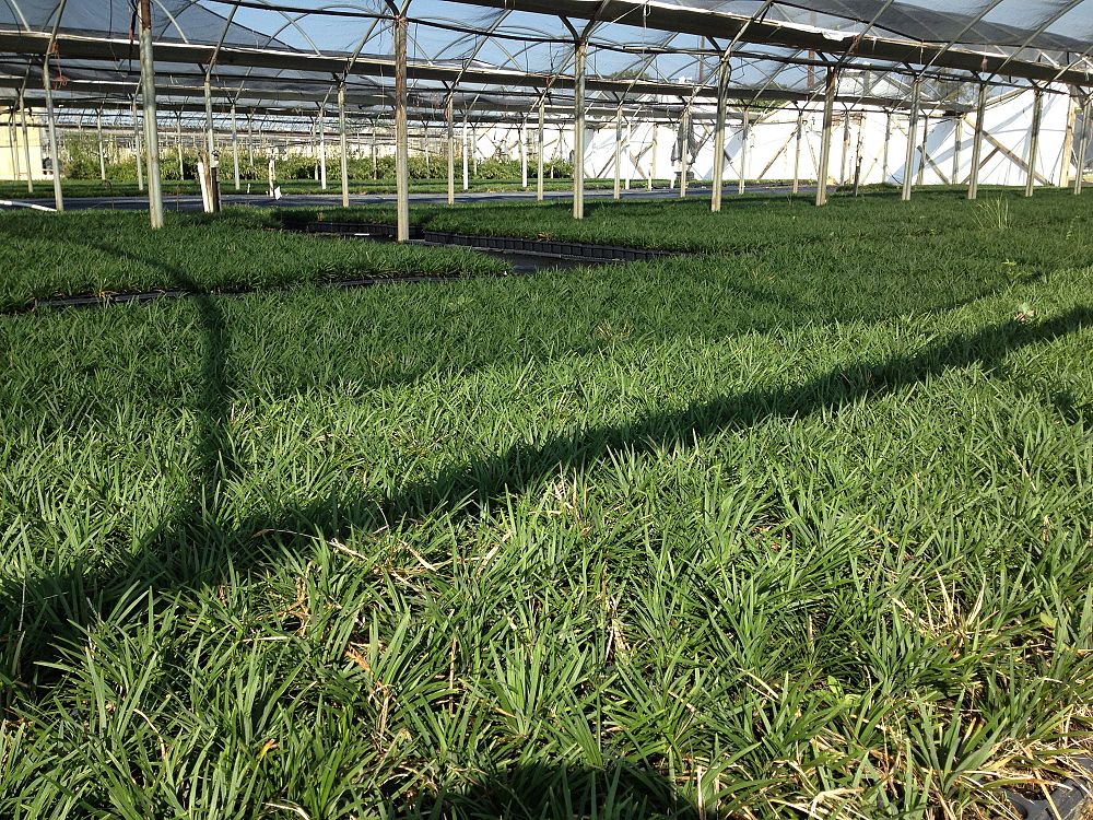 ophiopogon-japonicus-nana-dwarf-mondo-grass