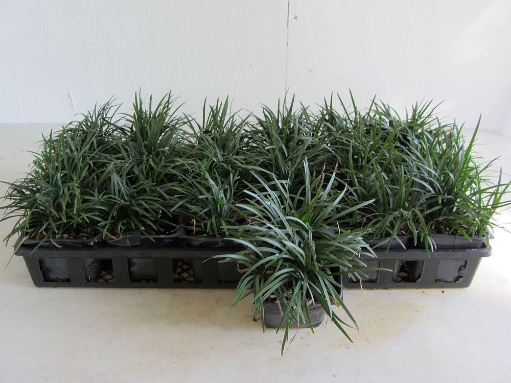ophiopogon-japonicus-nana-dwarf-mondo-grass