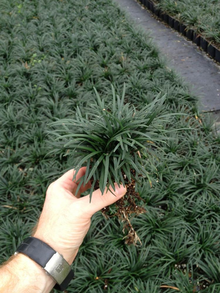 ophiopogon-japonicus-nana-dwarf-mondo-grass