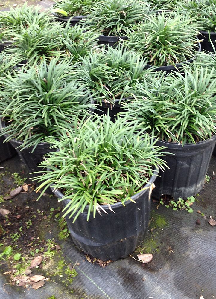ophiopogon-japonicus-nana-dwarf-mondo-grass