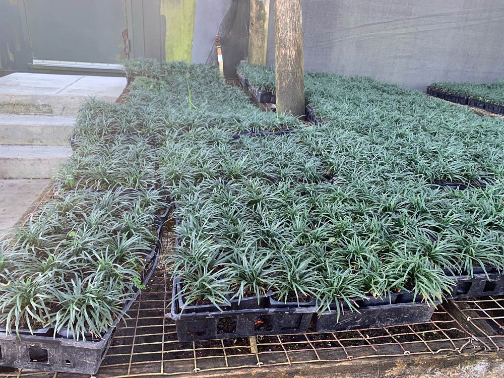 ophiopogon-japonicus-nana-dwarf-mondo-grass