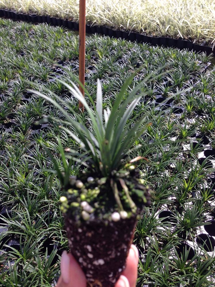 ophiopogon-japonicus-nana-dwarf-mondo-grass
