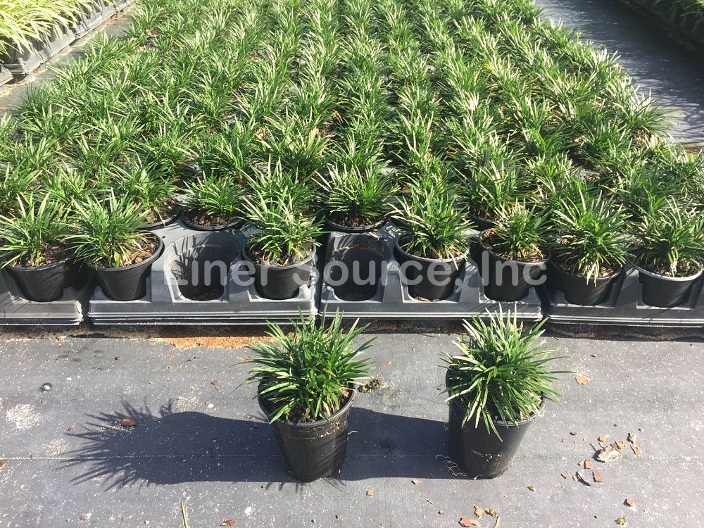 ophiopogon-japonicus-nana-dwarf-mondo-grass