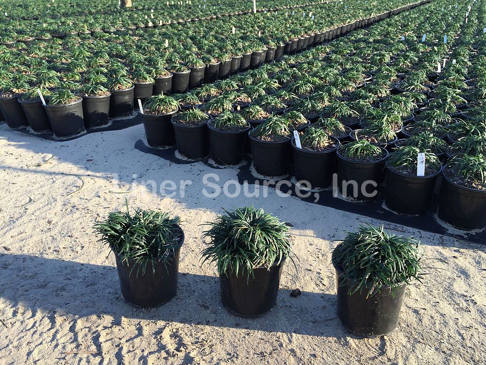 ophiopogon-japonicus-nana-dwarf-mondo-grass