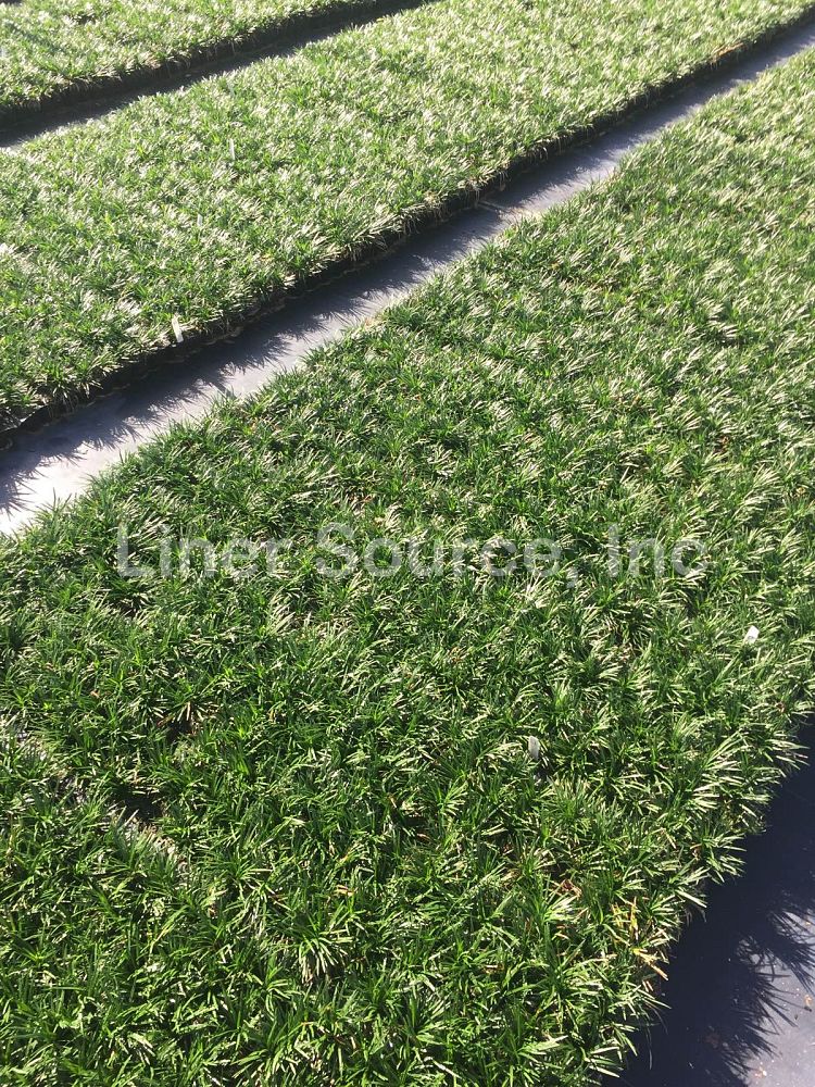 ophiopogon-japonicus-nana-dwarf-mondo-grass