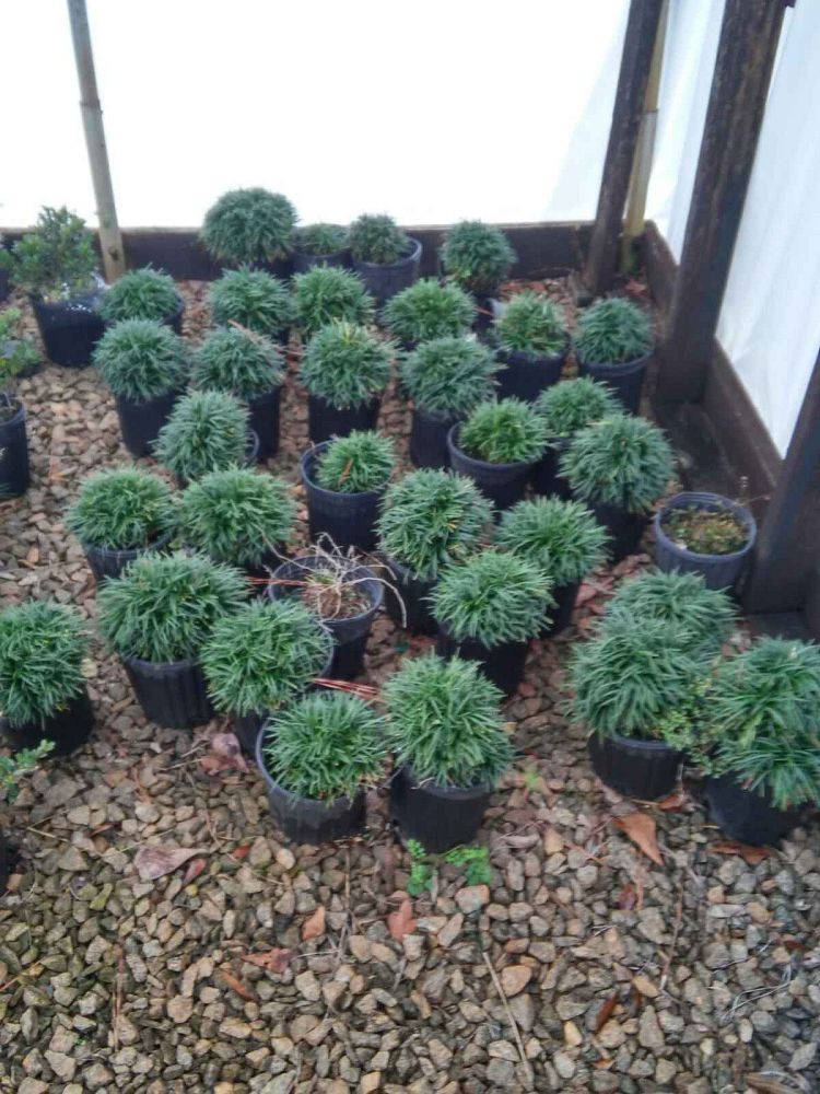ophiopogon-japonicus-nana-dwarf-mondo-grass