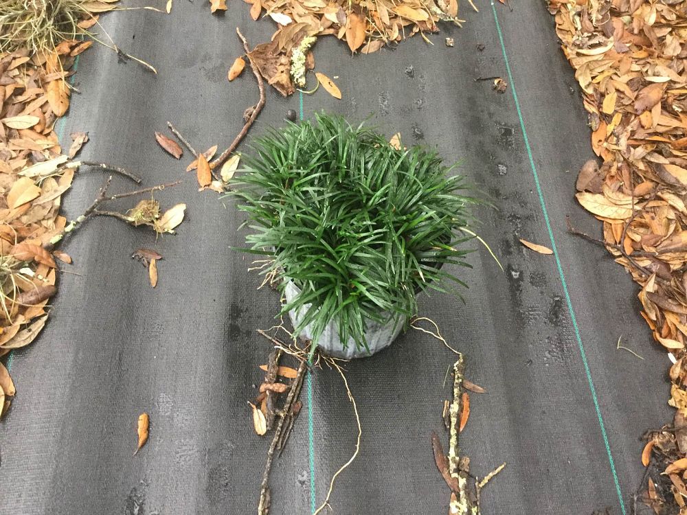 ophiopogon-japonicus-nana-dwarf-mondo-grass