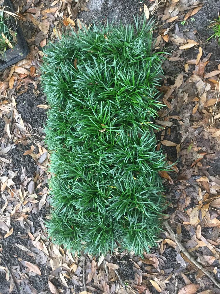 ophiopogon-japonicus-nana-dwarf-mondo-grass