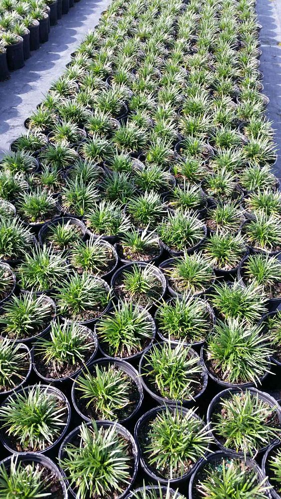 ophiopogon-japonicus-nana-dwarf-mondo-grass