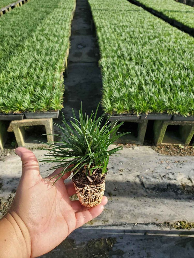 ophiopogon-japonicus-nana-dwarf-mondo-grass
