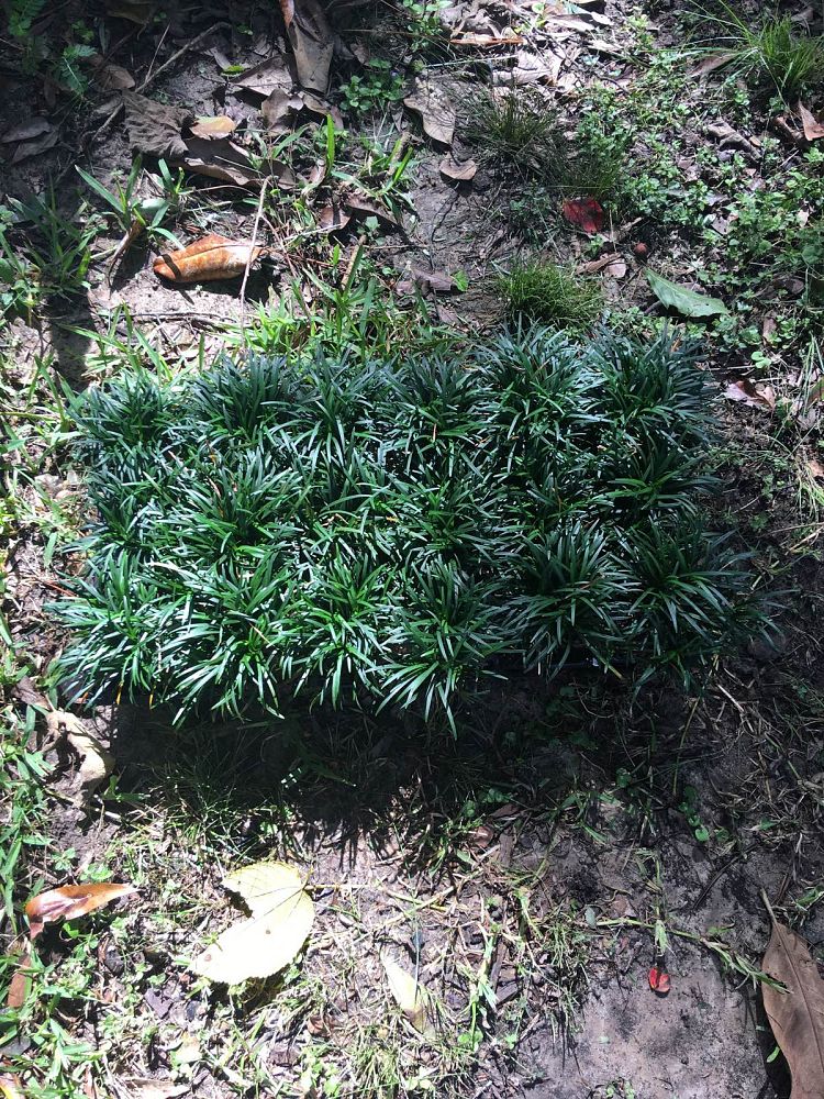 ophiopogon-japonicus-nana-dwarf-mondo-grass