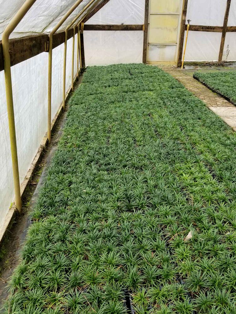 ophiopogon-japonicus-nana-dwarf-mondo-grass