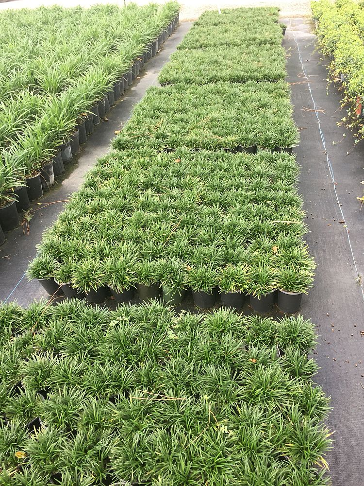ophiopogon-japonicus-nana-dwarf-mondo-grass