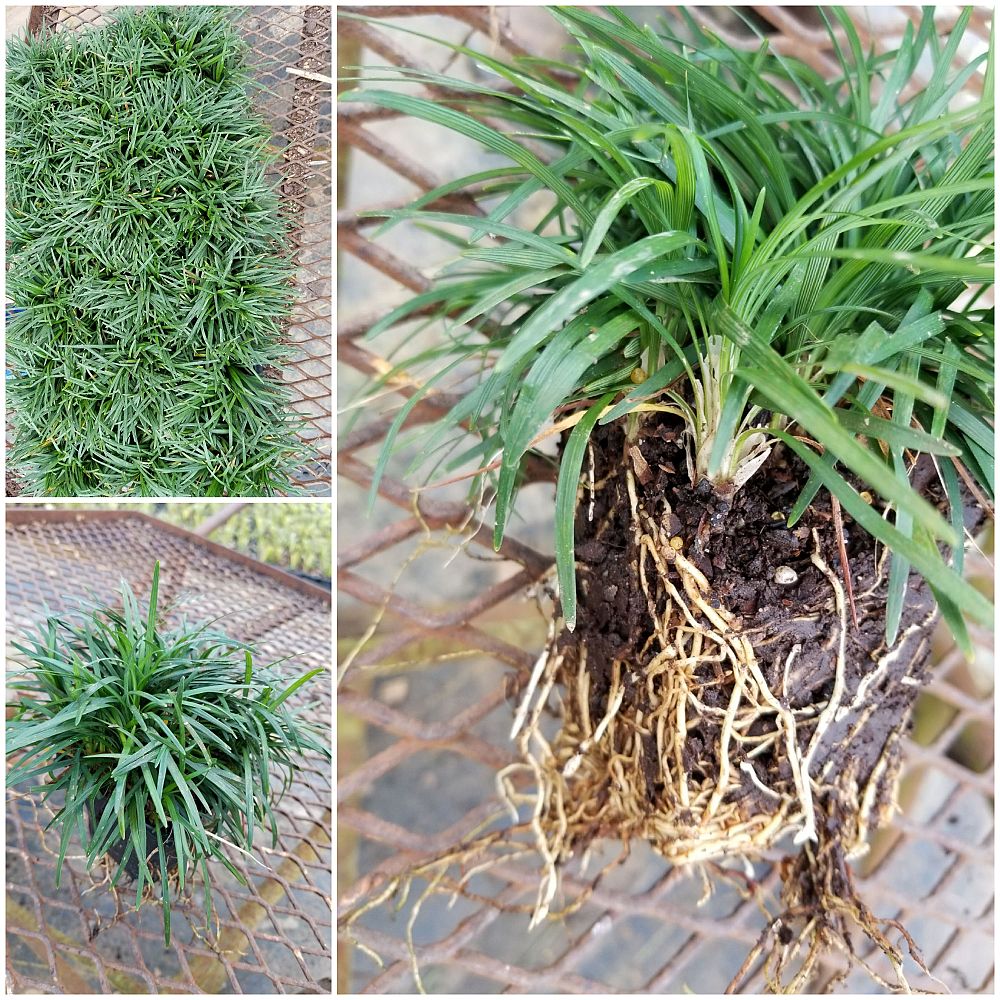ophiopogon-japonicus-nana-dwarf-mondo-grass