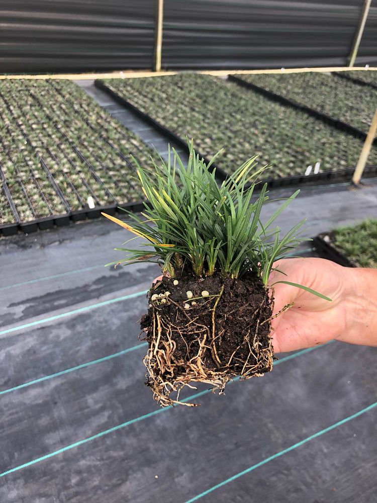 ophiopogon-japonicus-nana-dwarf-mondo-grass