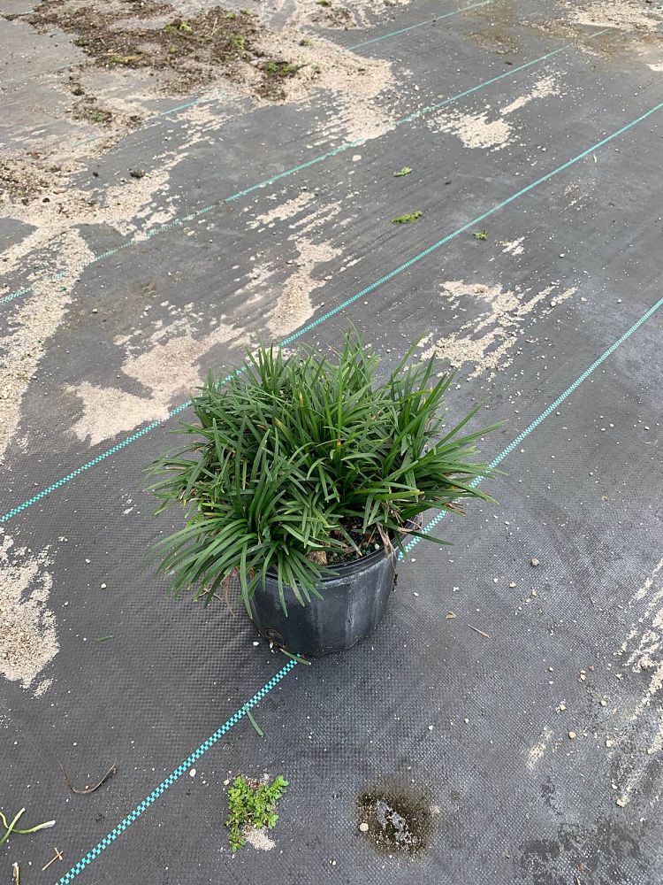 ophiopogon-japonicus-nana-dwarf-mondo-grass