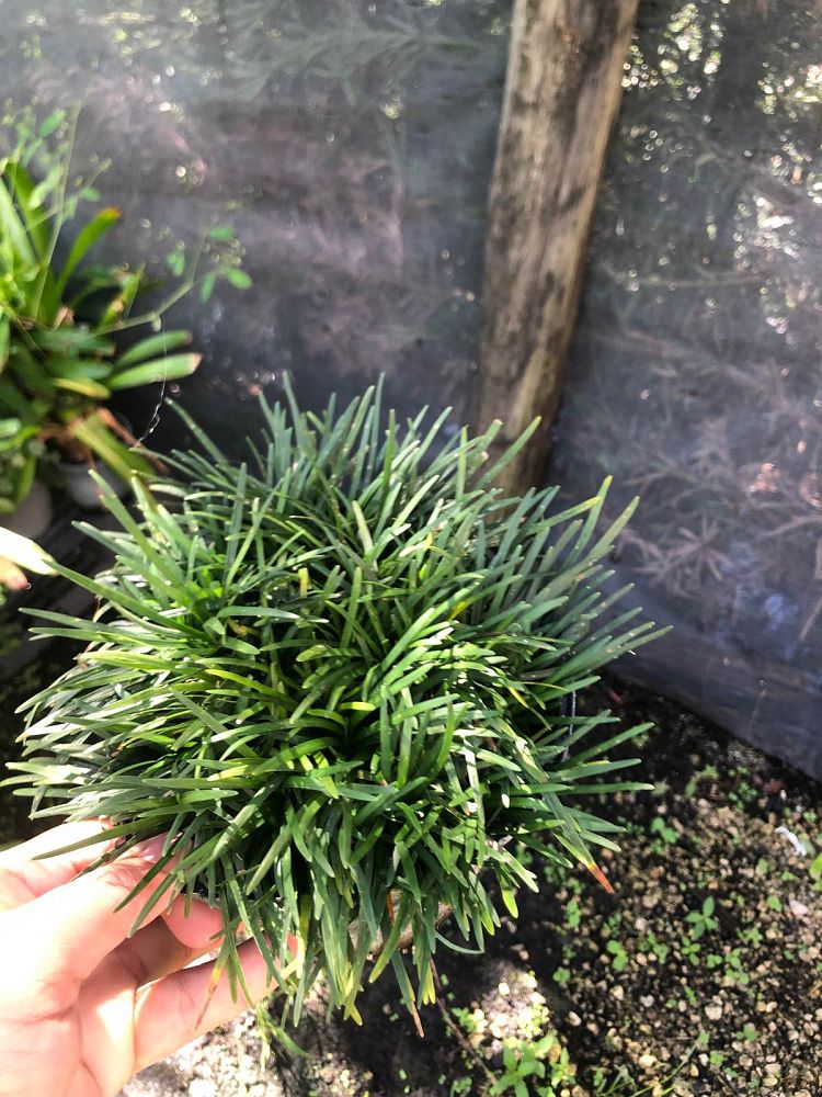 ophiopogon-japonicus-nana-dwarf-mondo-grass