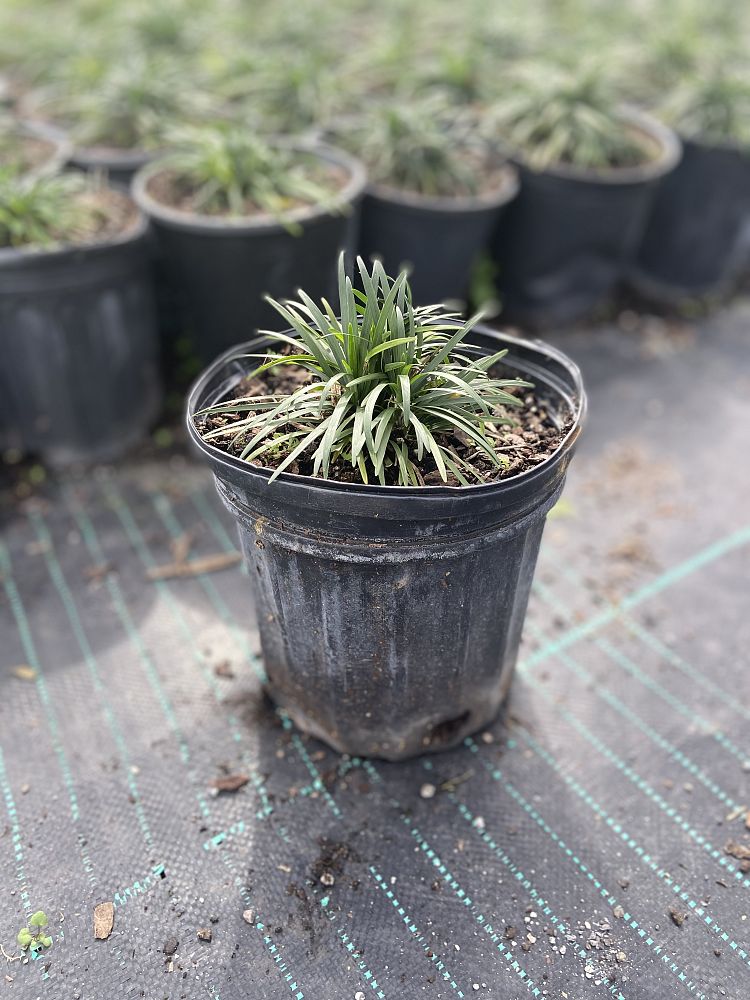 ophiopogon-japonicus-nana-dwarf-mondo-grass