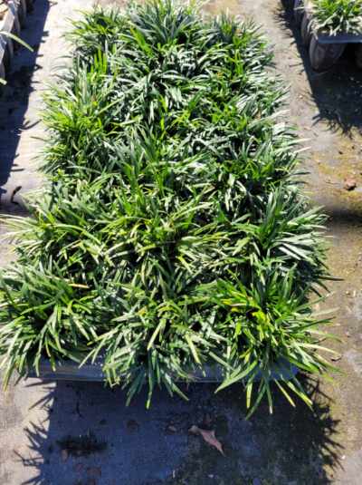 ophiopogon-japonicus-nana-dwarf-mondo-grass