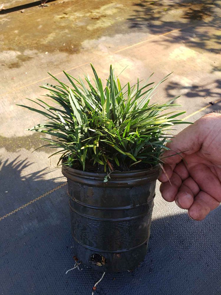 ophiopogon-japonicus-nana-dwarf-mondo-grass