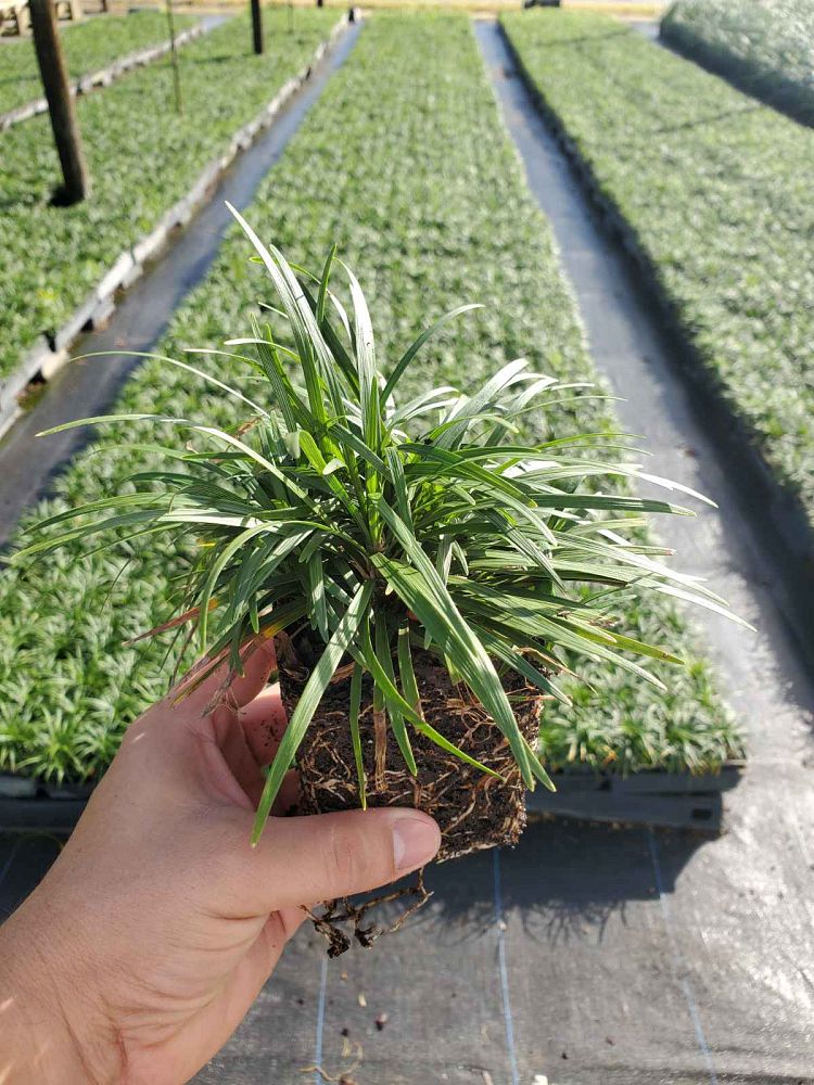 ophiopogon-japonicus-nana-dwarf-mondo-grass