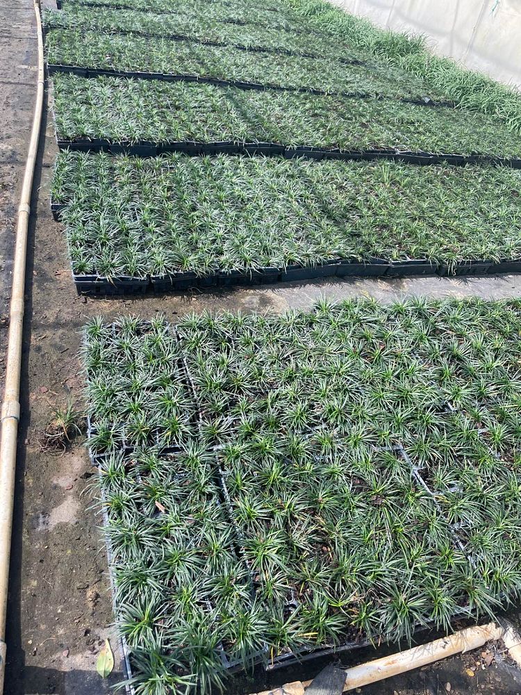 ophiopogon-japonicus-nana-dwarf-mondo-grass