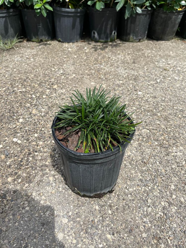ophiopogon-japonicus-nana-dwarf-mondo-grass