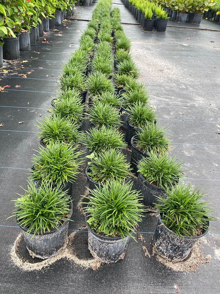 ophiopogon-japonicus-nana-dwarf-mondo-grass