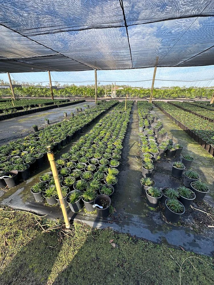 ophiopogon-japonicus-nana-dwarf-mondo-grass