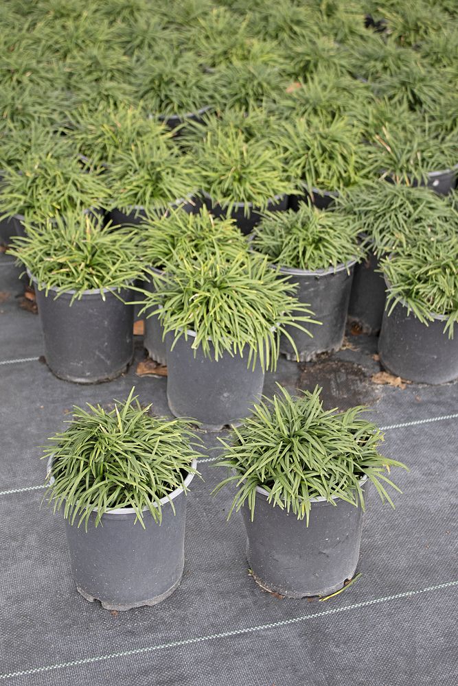 ophiopogon-japonicus-nana-dwarf-mondo-grass