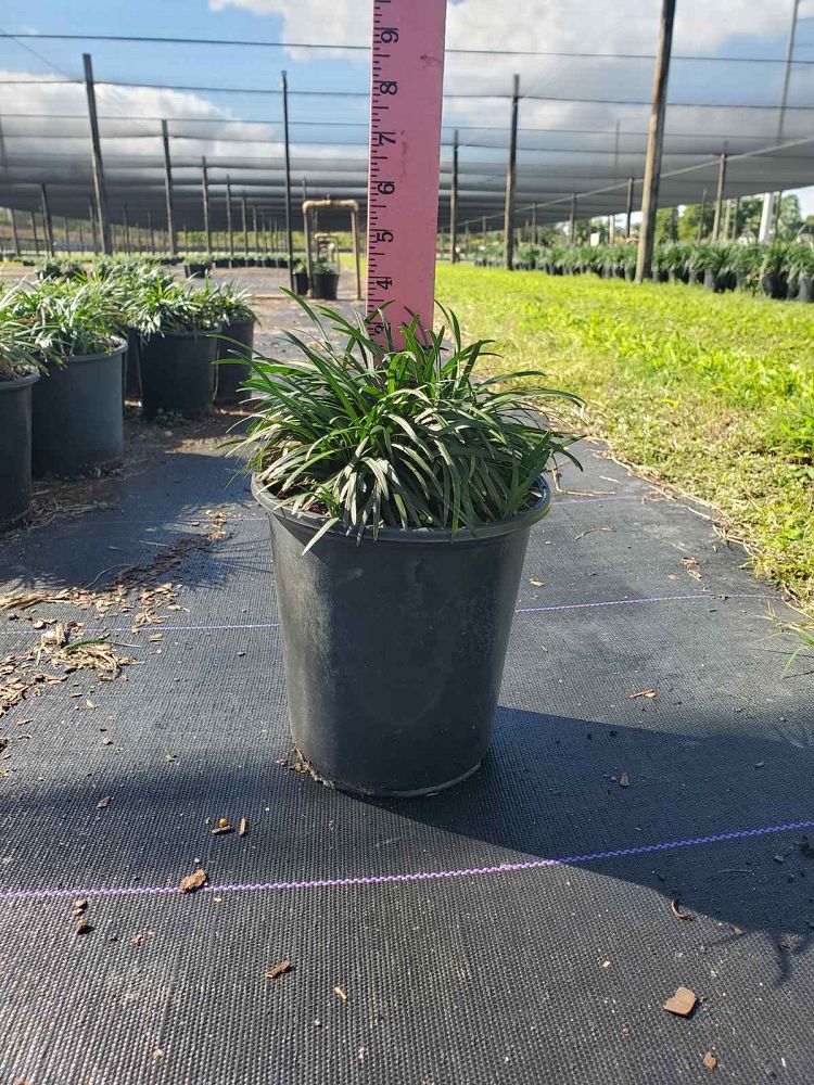 ophiopogon-japonicus-nana-dwarf-mondo-grass