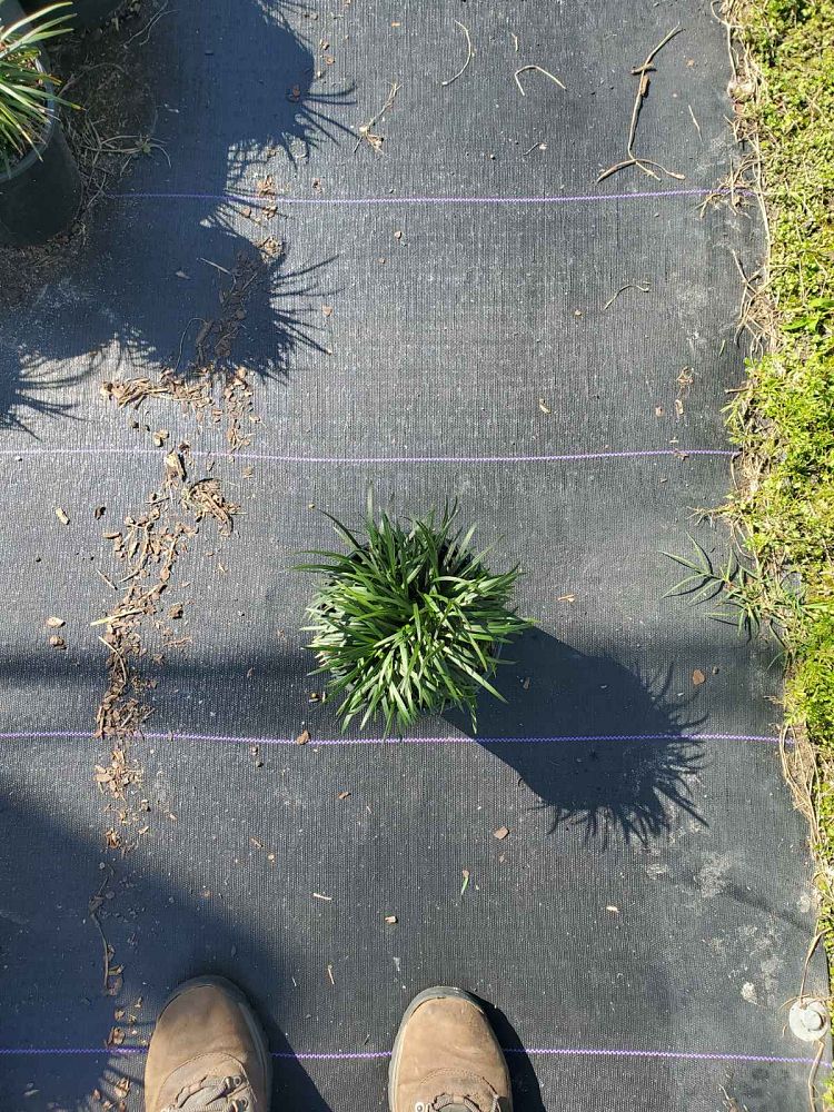 ophiopogon-japonicus-nana-dwarf-mondo-grass