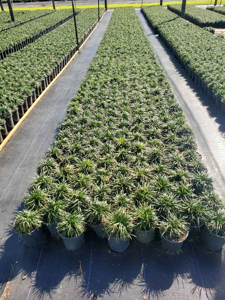 ophiopogon-japonicus-nana-dwarf-mondo-grass
