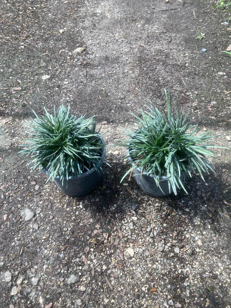 ophiopogon-japonicus-nana-dwarf-mondo-grass