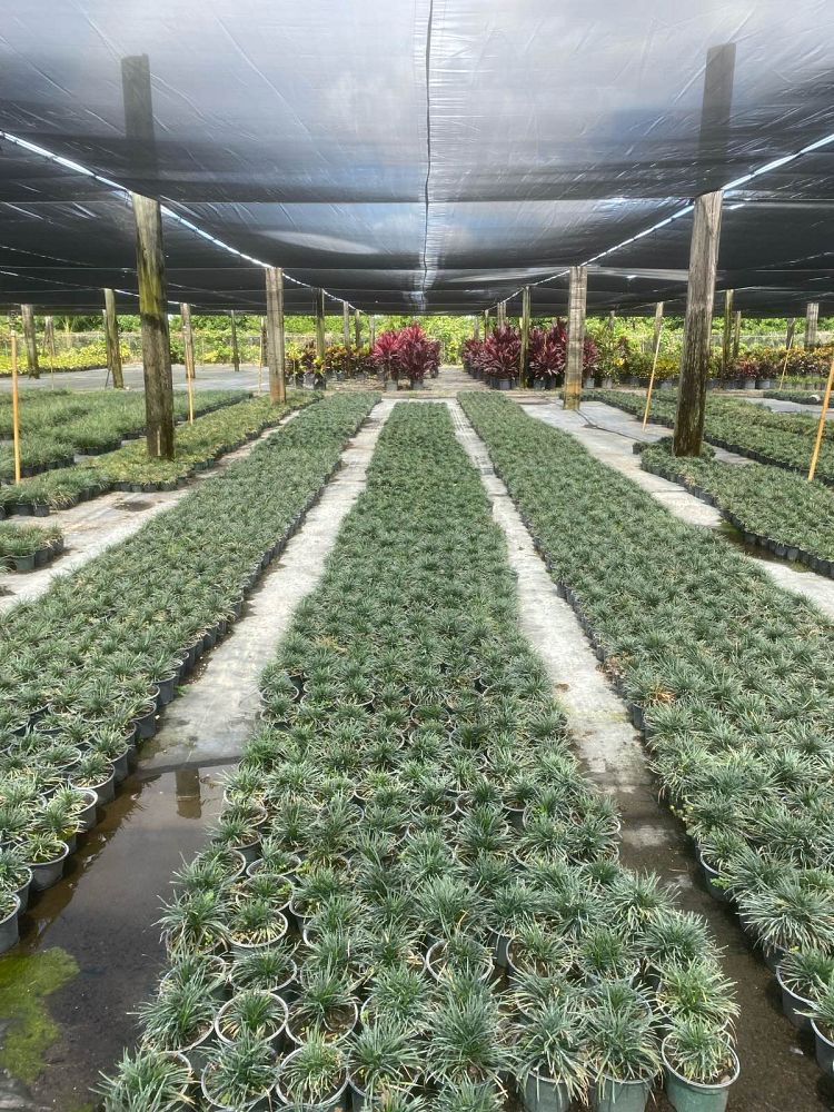 ophiopogon-japonicus-nana-dwarf-mondo-grass