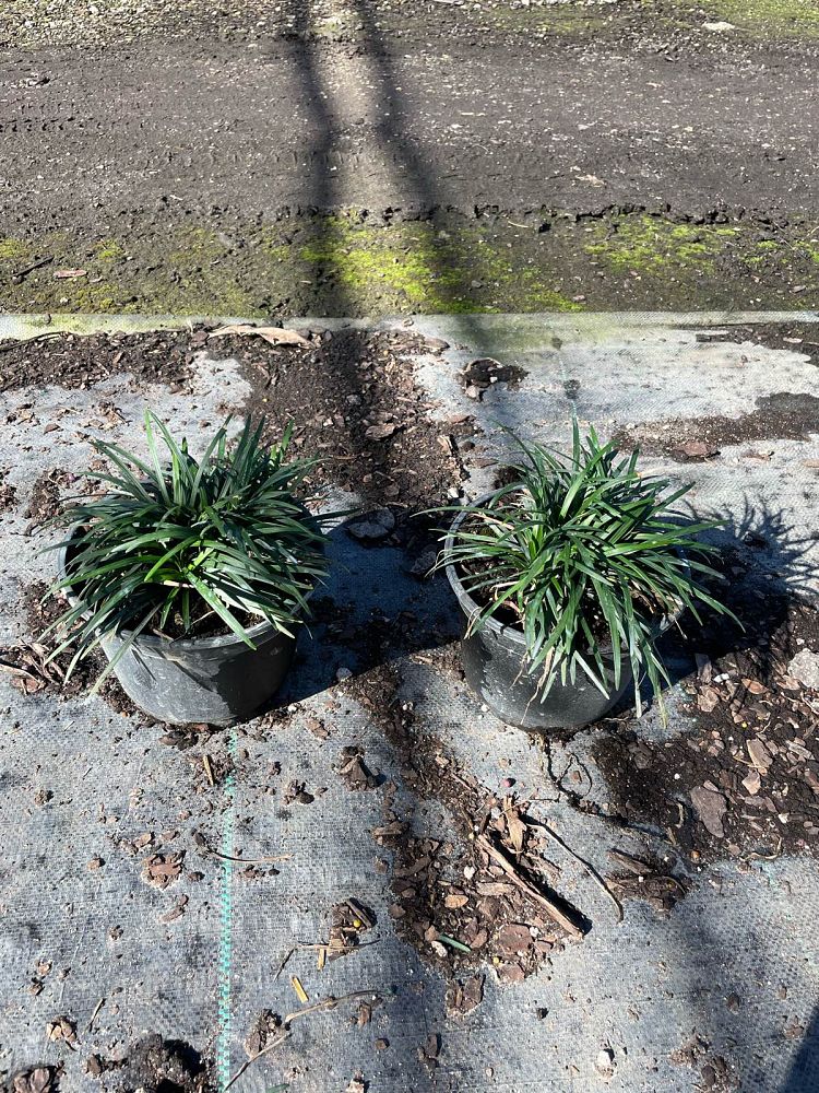 ophiopogon-japonicus-nana-dwarf-mondo-grass
