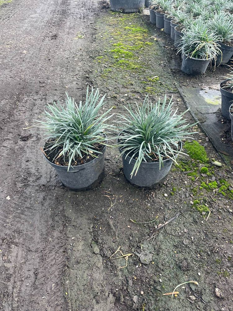 ophiopogon-japonicus-nana-dwarf-mondo-grass
