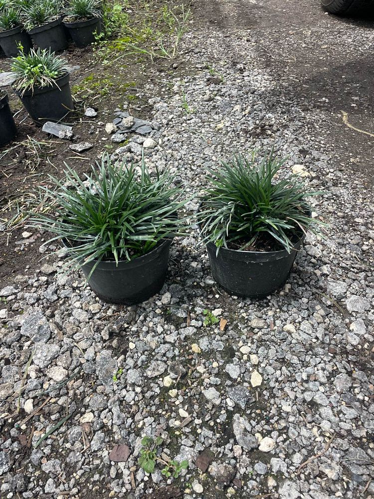 ophiopogon-japonicus-nana-dwarf-mondo-grass