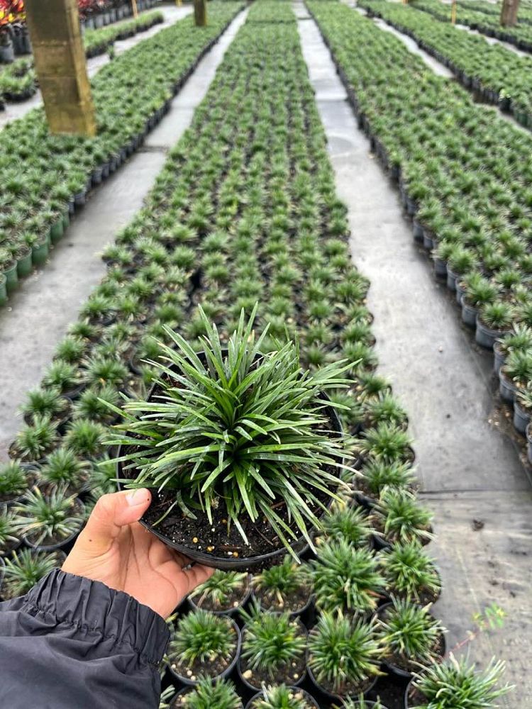 ophiopogon-japonicus-nana-dwarf-mondo-grass