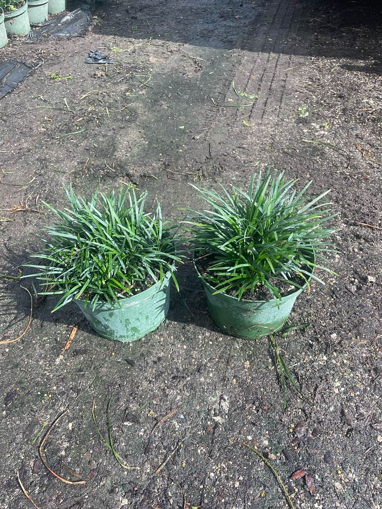 ophiopogon-japonicus-nana-dwarf-mondo-grass
