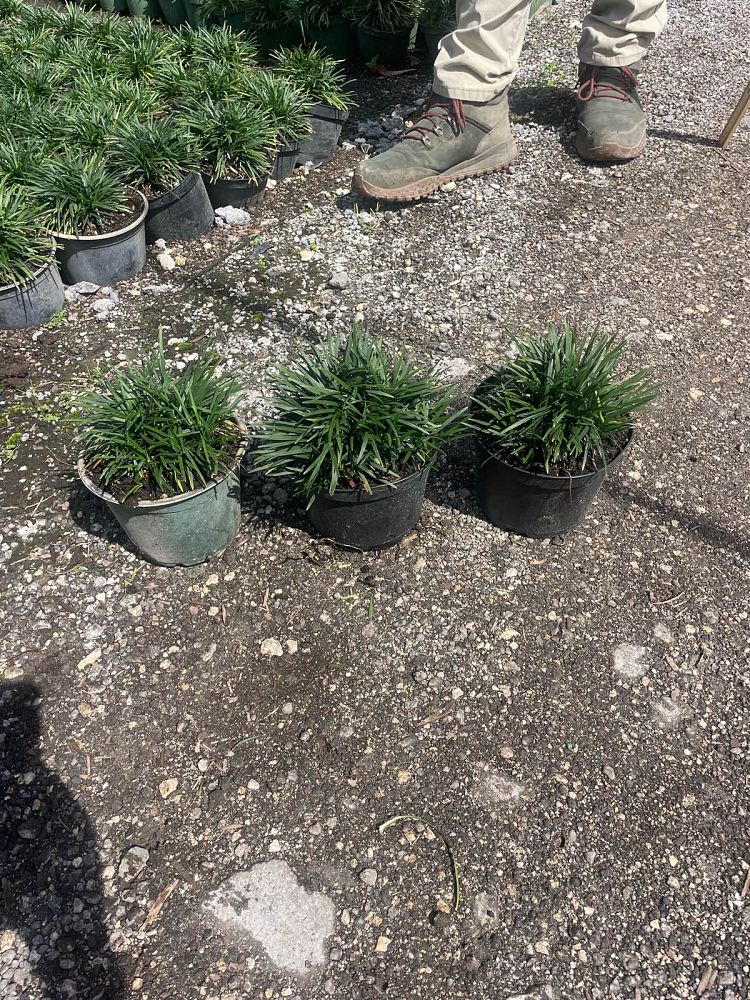 ophiopogon-japonicus-nana-dwarf-mondo-grass