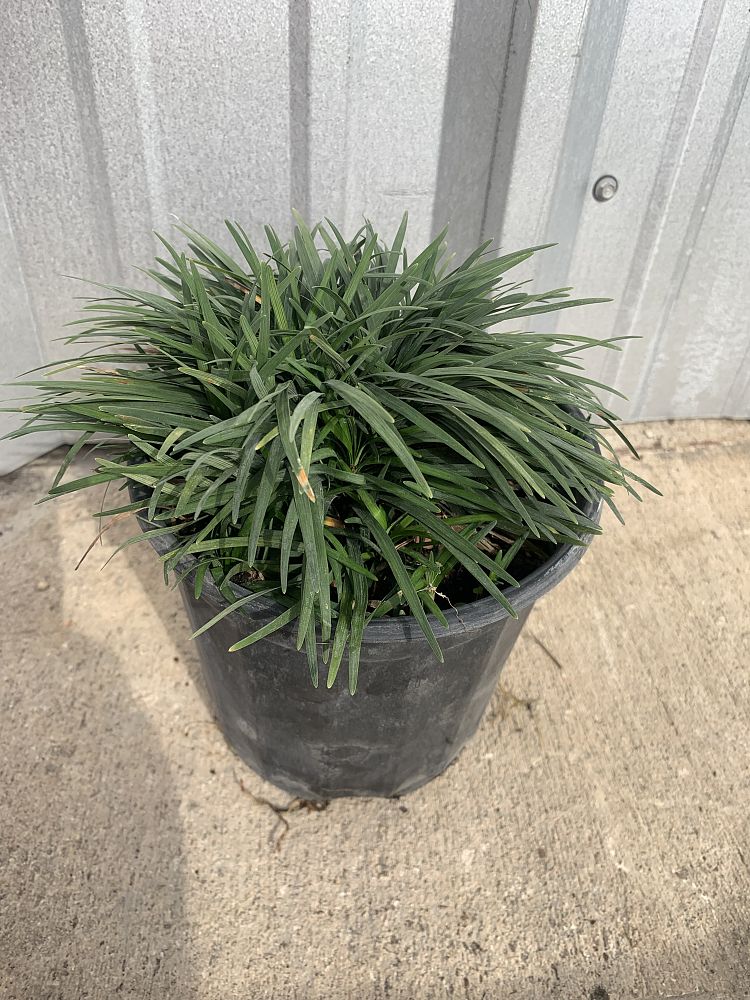 ophiopogon-japonicus-nana-dwarf-mondo-grass