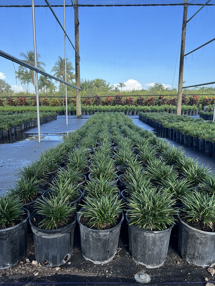 ophiopogon-japonicus-nana-dwarf-mondo-grass