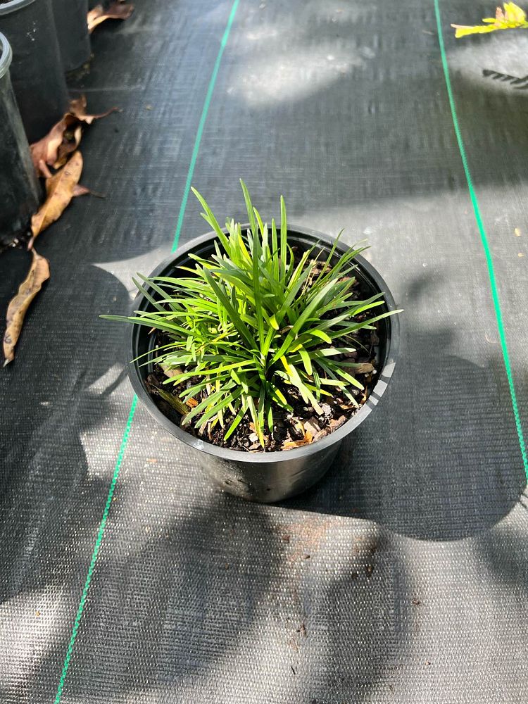 ophiopogon-japonicus-nana-dwarf-mondo-grass
