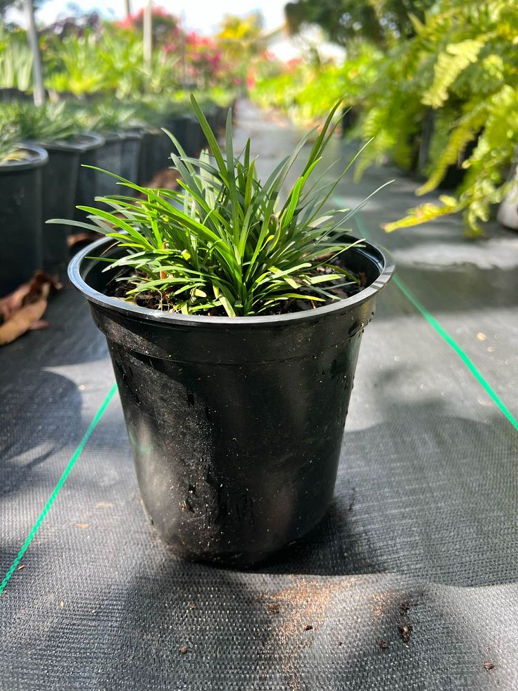 ophiopogon-japonicus-nana-dwarf-mondo-grass