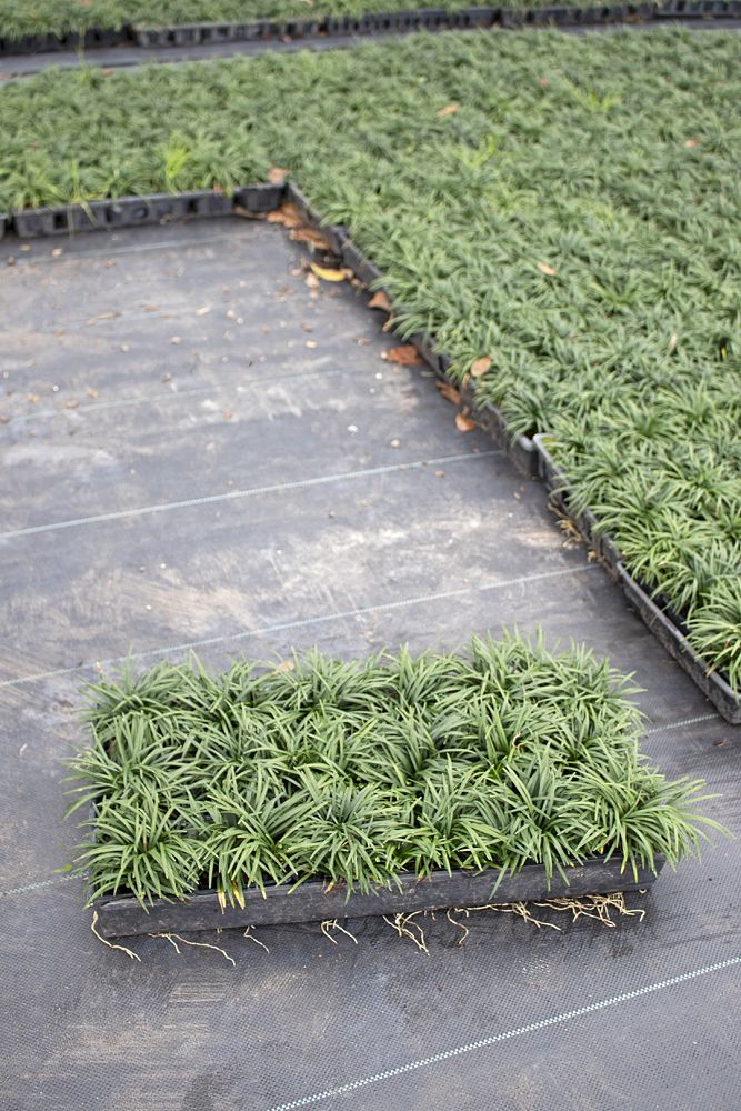 ophiopogon-japonicus-nana-dwarf-mondo-grass