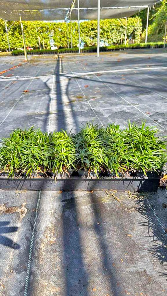 ophiopogon-japonicus-nana-dwarf-mondo-grass